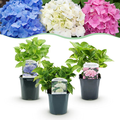 Buitenplant 3x Hydrangea macrophylla 'Tricolour' - Bloeiend - Pot Ø 17cm Hoogte ↕ 30cm