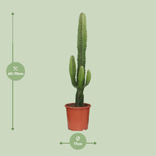Kamerplant - Euphorbia Acrurensis - Pot Ø 17cm Hoogte ↕ 50cm