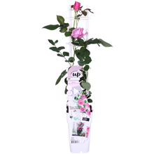 Buitenplant - Rosa Crazy in Love 'Pink' - Roze Roos - Bloeiend - Pot Ø 15cm Hoogte ↕ 65cm