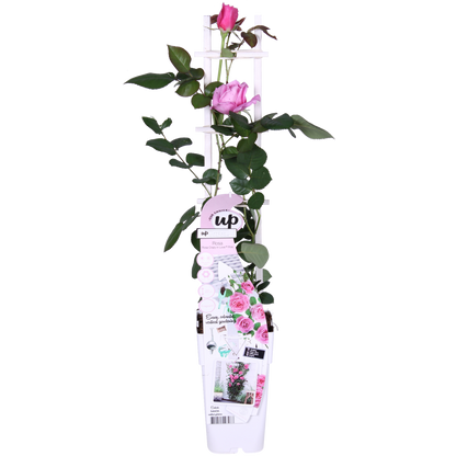 Buitenplant - Rosa Crazy in Love 'Pink' - Roze Roos - Bloeiend - Pot Ø 15cm Hoogte ↕ 65cm