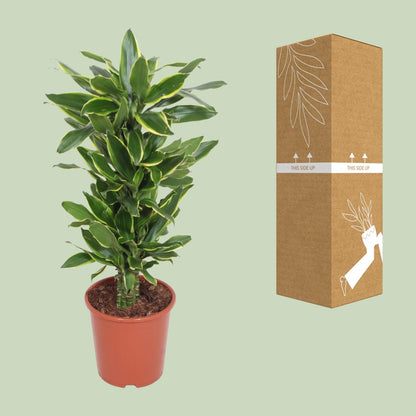 XL Kamerplant - Dracaena Golden Coast - Pot Ø 27cm Hoogte ↕ 110cm
