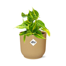 Kamerplant - Philodendron Scandens 'Brasil' - Hangplant - Pot Ø 14cm
