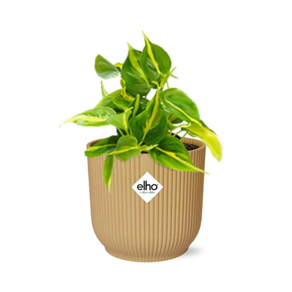 Kamerplant - Philodendron Scandens 'Brasil' - Hangplant - Pot Ø 14cm