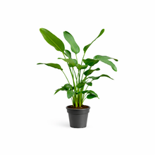 XL Kamerplant - Strelitzia Nicolai - Pot Ø 24cm Hoogte ↕ 170cm