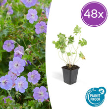Buitenplant 48x Geranium Rozanne - Bloeiend - Pot Ø 9cm Hoogte ↕ 10-25cm