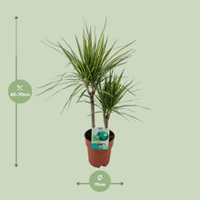 Kamerplant - Dracaena Marginata Bicolor - Pot Ø 19cm Hoogte ↕ 70cm