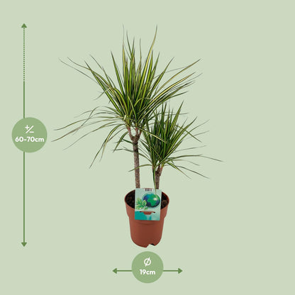Kamerplant - Dracaena Marginata Bicolor - Pot Ø 19cm Hoogte ↕ 70cm