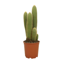Kamerplant - Vatricania Guentheri - Pot Ø 21cm Hoogte ↕ 55cm