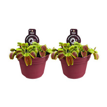 Kamerplant 2x Dionaea Muscipula - Pot Ø 12cm Hoogte ↕ 12cm