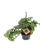 Kamerplant - Monstera Monkey - Pot Ø 14cm Hoogte ↕ 30cm