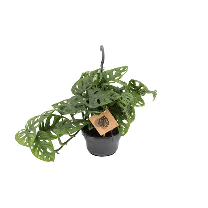 Kamerplant - Monstera Monkey - Pot Ø 14cm Hoogte ↕ 30cm