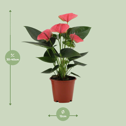 Kamerplant - Anthurium Sweet Dream - Pot Ø 12cm Hoogte ↕ 36cm