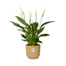 Kamerplant - Spathiphyllum Torelli - Inclusief sierpot - Pot Ø 12cm