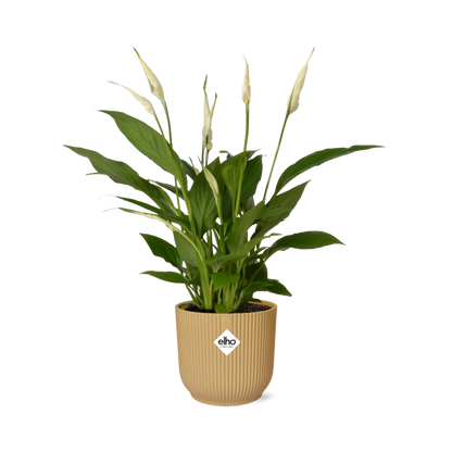 Kamerplant - Spathiphyllum Torelli - Inclusief sierpot - Pot Ø 12cm