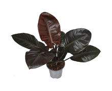 Kamerplant - Philodendron Black Cardinal - Pot Ø 19cm Hoogte ↕ 65cm