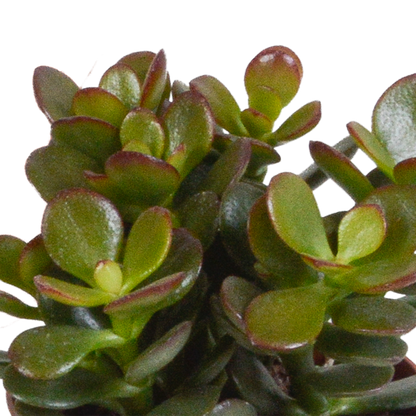 Kamerplant 3x Crassula mix - Inclusief Mexicaanse sierpot - Pot Ø 8.5cm