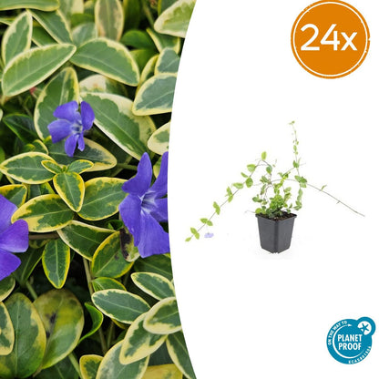 Buitenplant 24x Vinca minor 'Blue and Gold' - Bodembedekker - Pot Ø 9cm Hoogte ↕ 10-25cm