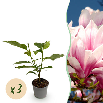 Buitenplant 3x Magnolia soulangeana - Bloeiend - Pot Ø 12cm Hoogte ↕ 30cm