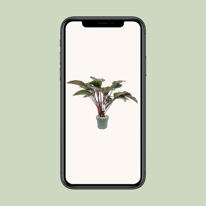 XL kamerplant - Philodendron Red Beauty - Pot Ø 30cm Hoogte ↕ 110cm