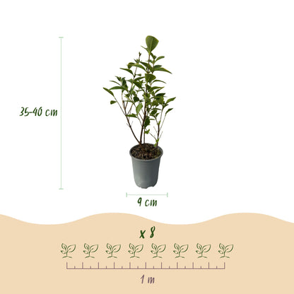 Buitenplant 8x Ligustrum ovalifolium Aureum - Groenblijvend - Pot Ø 9cm Hoogte ↕ 35-40cm