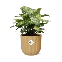 Kamerplant - Syngonium Arrow - Pot Ø 14cm Hoogte ↕ 25cm