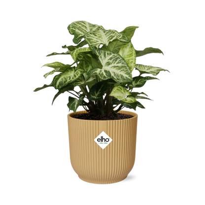 Kamerplant - Syngonium Arrow - Pot Ø 14cm Hoogte ↕ 25cm