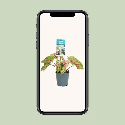 Kamerplant - Caladium Miss Muffet - Pot Ø 12cm Hoogte ↕ 25cm
