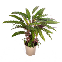 Kamerplant - Calathea Rufibarba - Pot Ø 17cm Hoogte ↕ 40-50cm