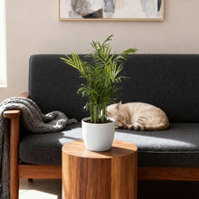 Kamerplant - Chamaedorea elegans - Goudpalm - Pot Ø 12cm Hoogte ↕ 15cm