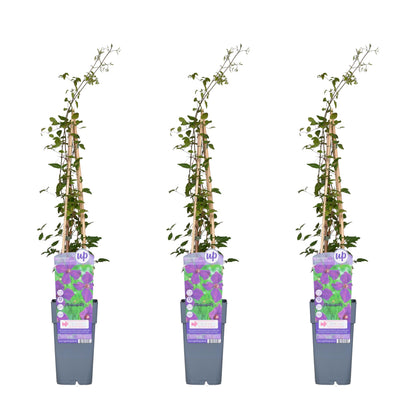 Buitenplant 3x Clematis Viticella 'Polish Spirit' - Bloeiend - Pot Ø 15cm Hoogte ↕ 65cm
