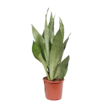 Kamerplant - Sansevieria Moonshine - Pot Ø 17cm Hoogte ↕ 60cm