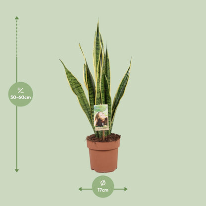Kamerplant - Sansevieria Trifasciata Laurentii - Luchtzuiverend - Pot Ø 17cm Hoogte ↕ 60cm