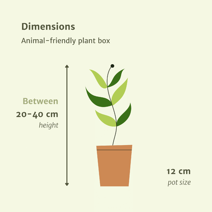 Diervriendelijke plantenbox - 4 stuks - Pot Ø 12cm Hoogte ↕ 20-40cm
