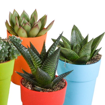Kamerplant 15x Cactus en vetplanten mix - in gekleurde plasticpot - Pot Ø 5,5cm