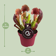Kamerplant - Sarracenia Catesbaei - Pot Ø 12cm Hoogte ↕ 23cm