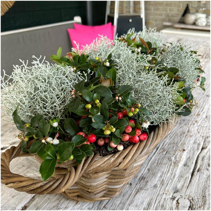 Buitenplant - Winterwonderland Mix - 3x Gaultheria + 3x Calocephalus - Pot Ø 10cm Hoogte ↕ 15cm