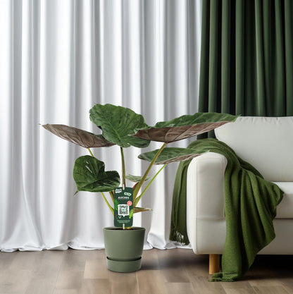 Kamerplant - Alocasia Wentii - Olifantsoor - Pot Ø 19cm Hoogte ↕ 70cm