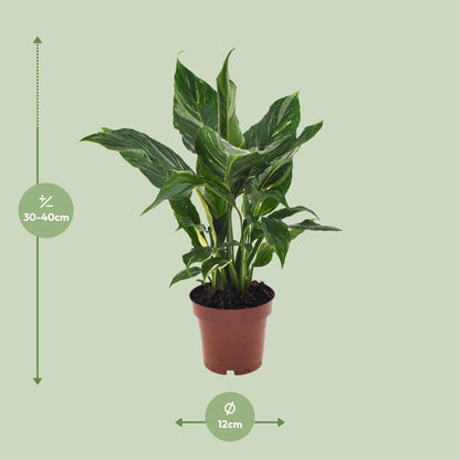 Kamerplant - Spathiphyllum Diamond - Pot Ø 12cm Hoogte ↕ 40cm