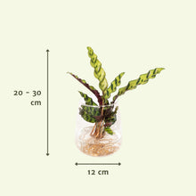 Kamerplant - Calathea Insignis in Kingston glas - Pot Ø 12cm Hoogte ↕ 30cm