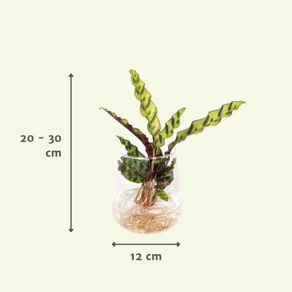 Kamerplant - Calathea Insignis in Kingston glas - Pot Ø 12cm Hoogte ↕ 30cm