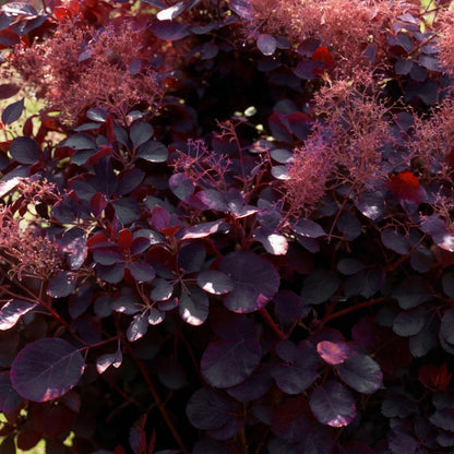 Buitenplant 3x Cotinus coggygria Royal Purple - Pot Ø 12cm Hoogte ↕ 35cm