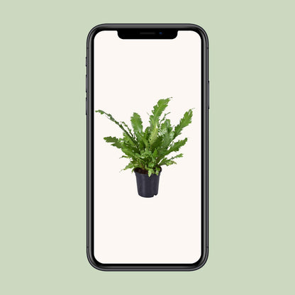 Kamerplant - Asplenium Nidus - Pot Ø 17cm Hoogte ↕ 45cm