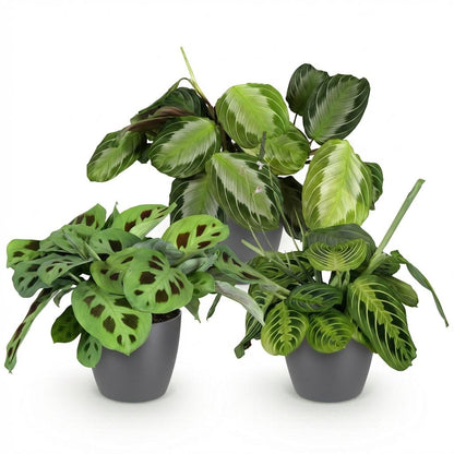 Kamerplant 3x Marantha mix - Gebedsplant - Pot Ø 12cm Hoogte ↕ 25cm