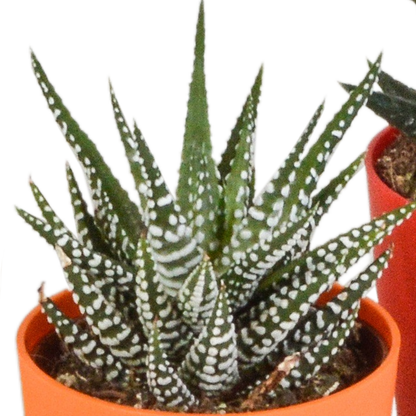 Kamerplant 5x Gasteria/Haworthia mix - Pot Ø 5,5cm
