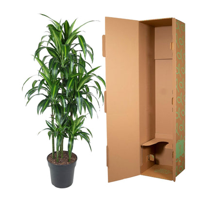 Kamerplant - Dracaena Hawaiiana Carrousel - Luchtzuiverend - Pot Ø 31cm Hoogte ↕ 150cm