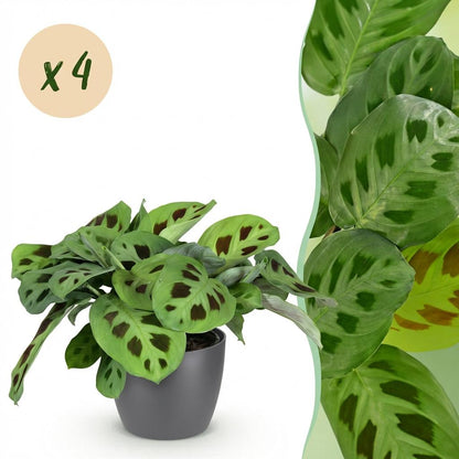 Kamerplant 4x Maranta Fascinator Kerchoveana - Zebraplant - Pot Ø 12cm Hoogte ↕ 25cm