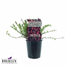 Buitenplant - Vaccinium Early Black (Cranberry) - Pot Ø 12cm Hoogte ↕ 20cm