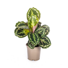 Kamerplant - Calathea Medallion - Pot Ø 17cm Hoogte ↕ 40-50cm
