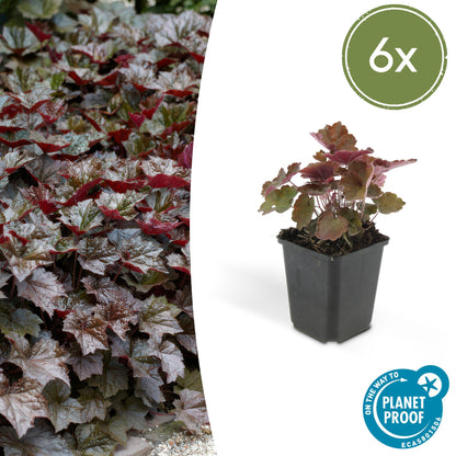 Buitenplant 6x Heuchera micrantha 'Palace Purple' - Pot Ø 9cm Hoogte ↕ 10-25cm