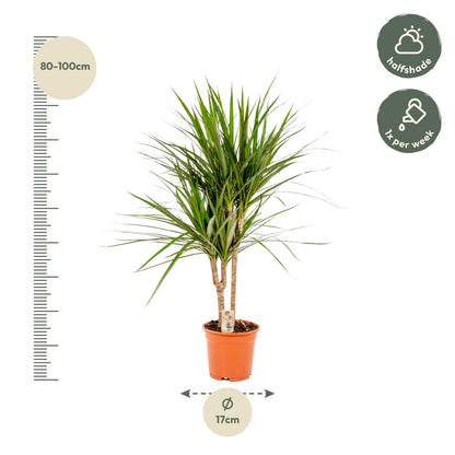 Kamerplant - Dracaena Marginata - Pot Ø 17cm Hoogte ↕ 90cm